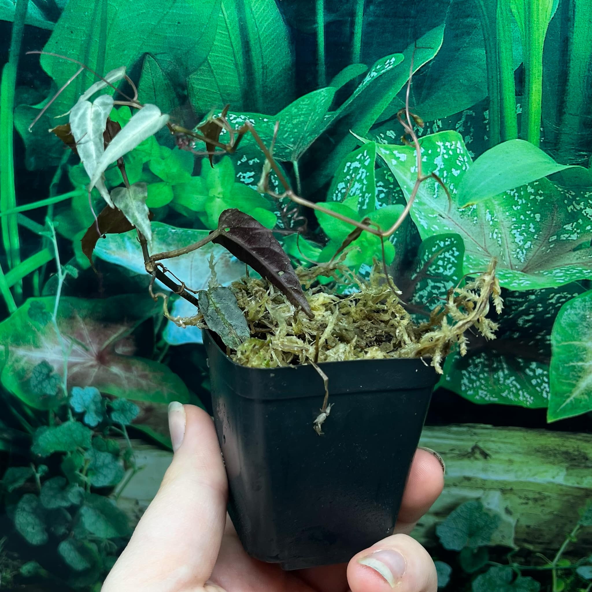 La Swamp Plante Cissus Amazonica