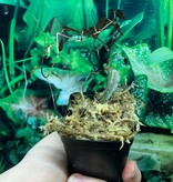 La Swamp Plante Cissus Amazonica