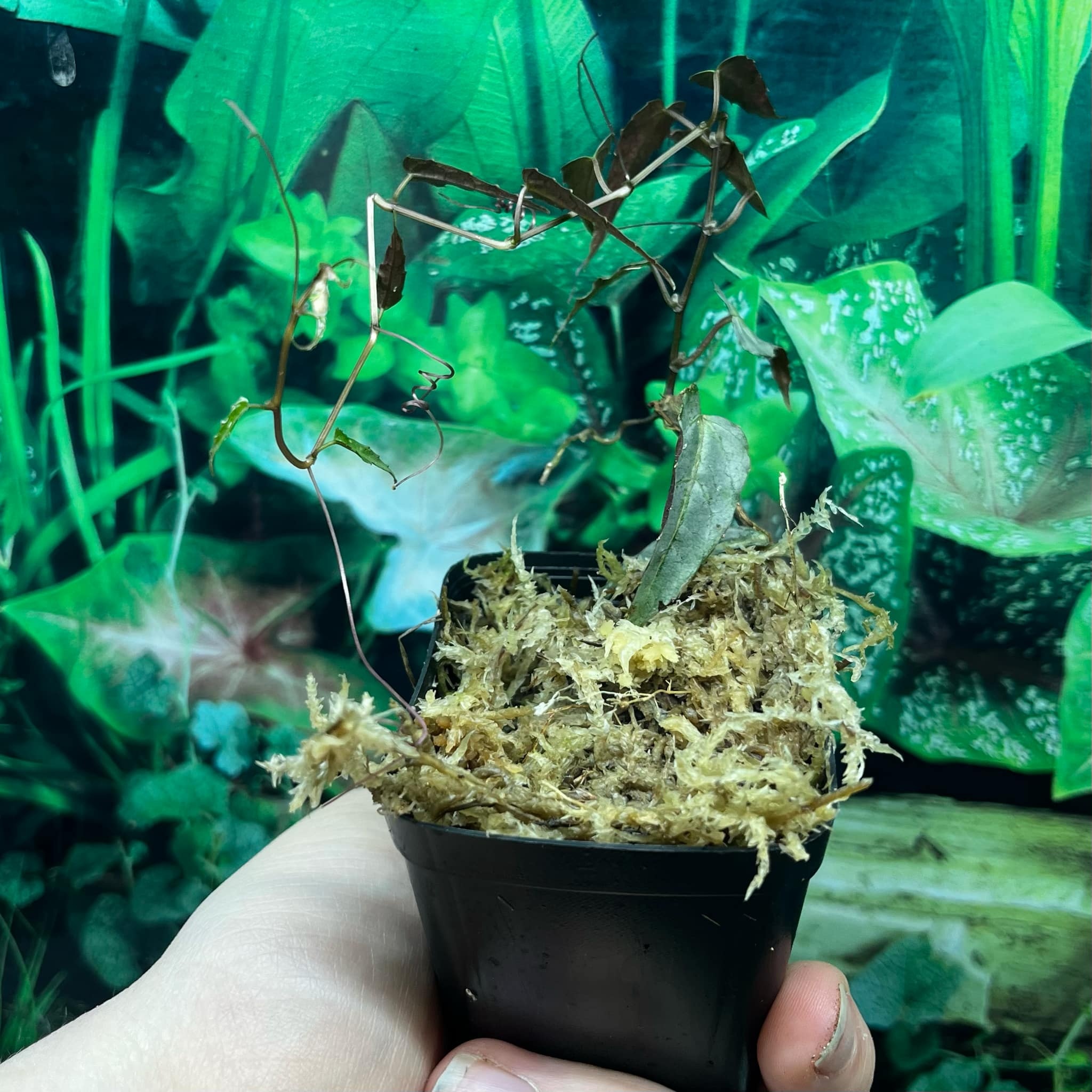 La Swamp Plante Cissus Amazonica