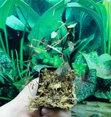 La Swamp Cissus Amazonica Plant