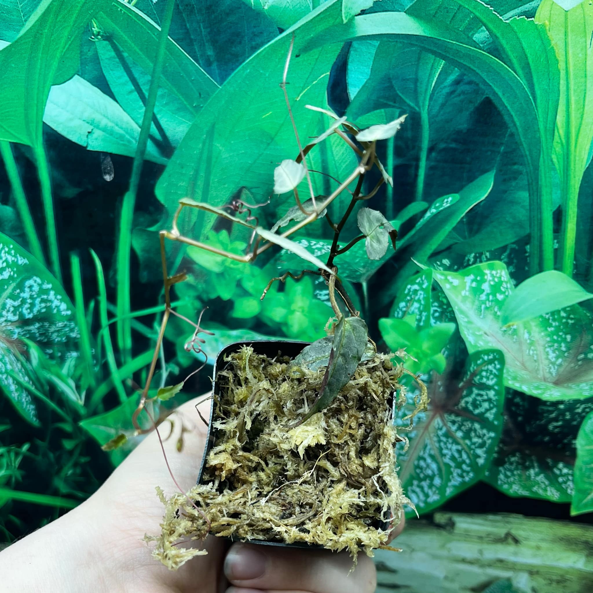 La Swamp Plante Cissus Amazonica