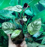 La Swamp Hemisgraphis Alternata Plant