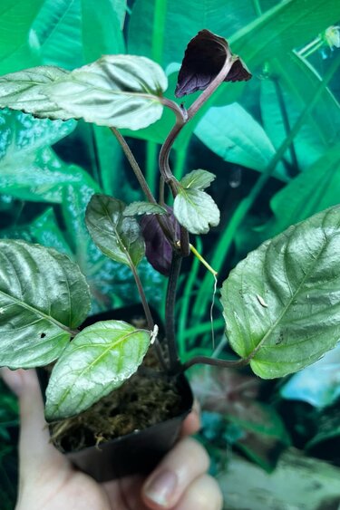 La Swamp Hemisgraphis Alternata Plant