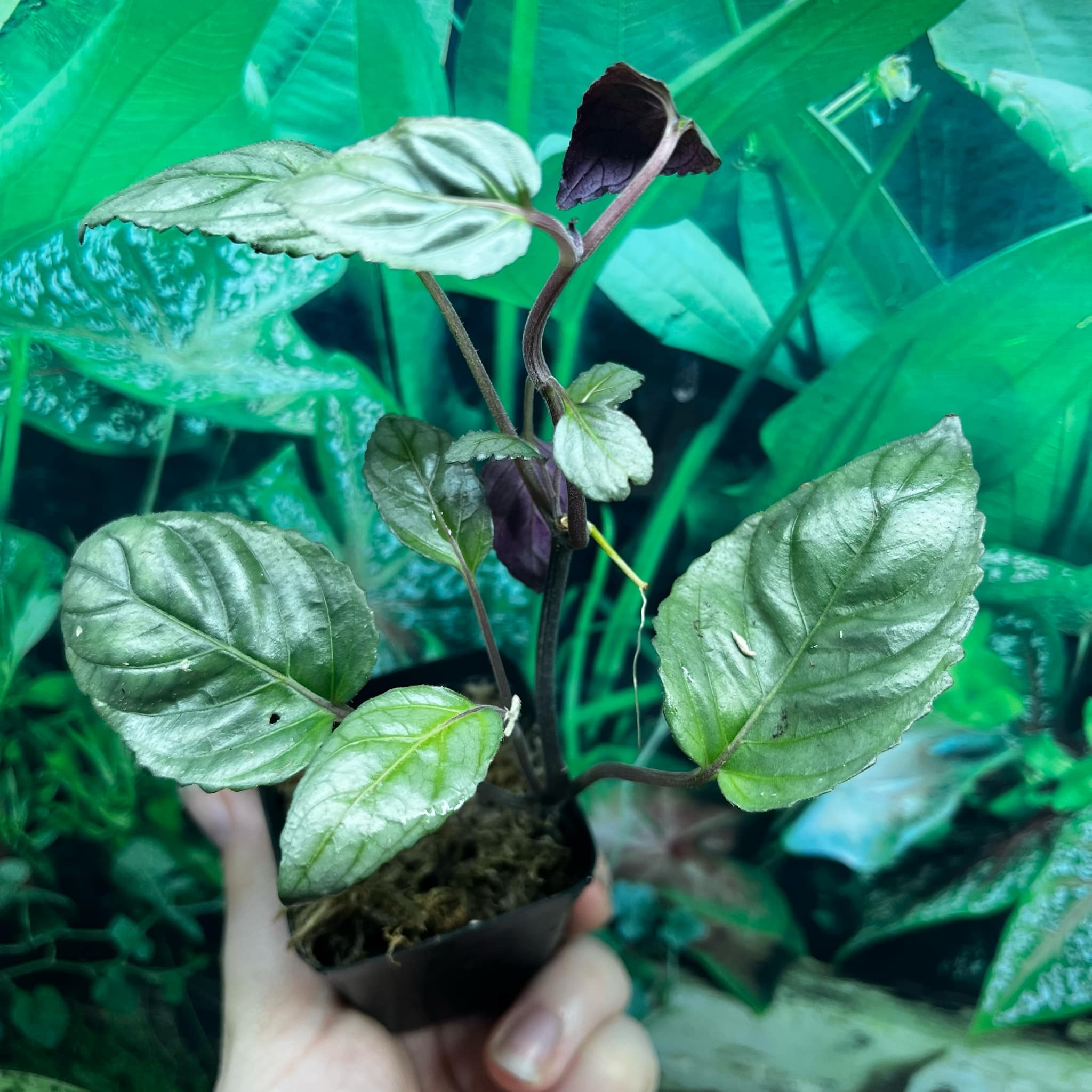 La Swamp Plante Hemisgraphis Alternata