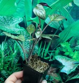 La Swamp Hemisgraphis Alternata Plant