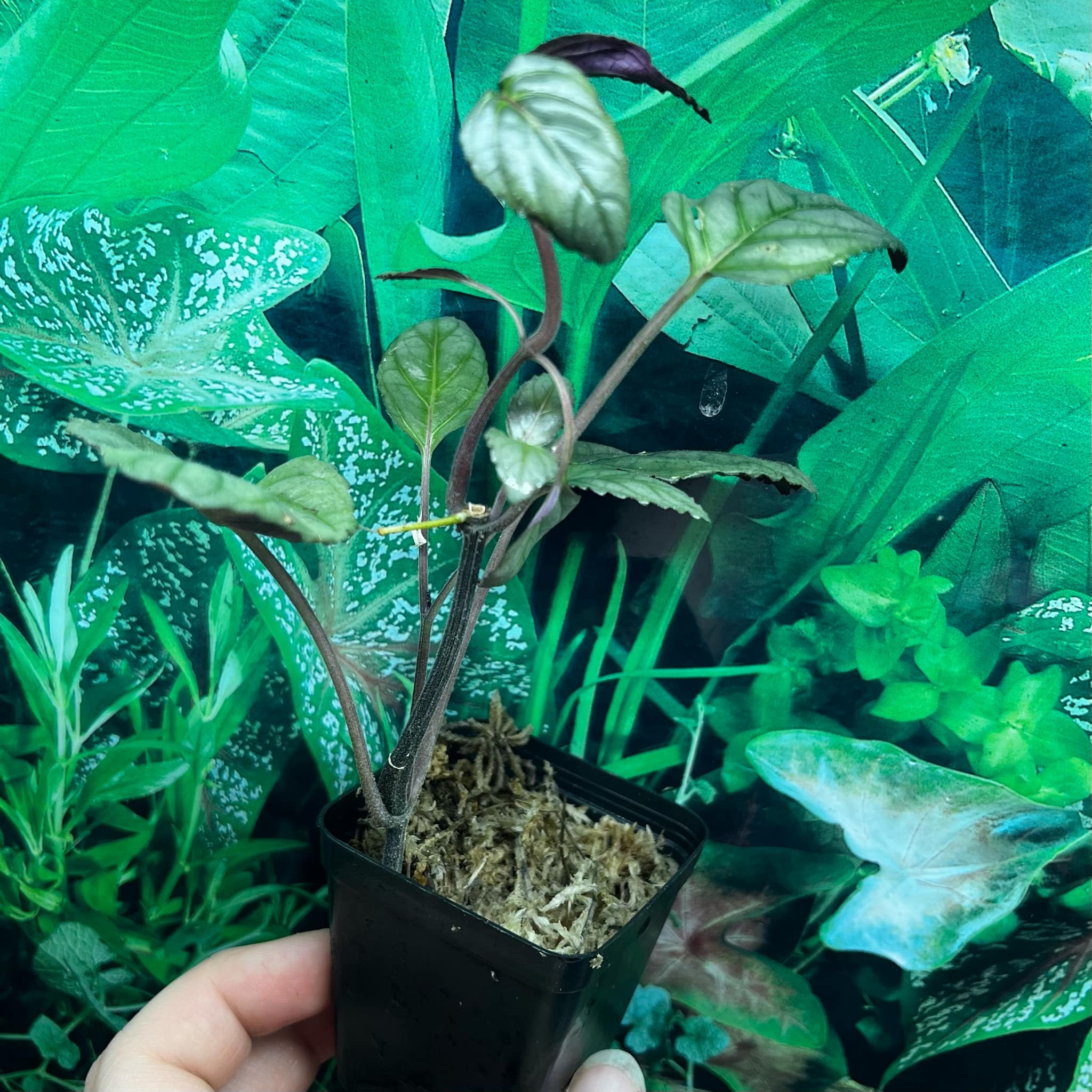 La Swamp Hemisgraphis Alternata Plant