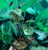 La Swamp Hemisgraphis Alternata Plant