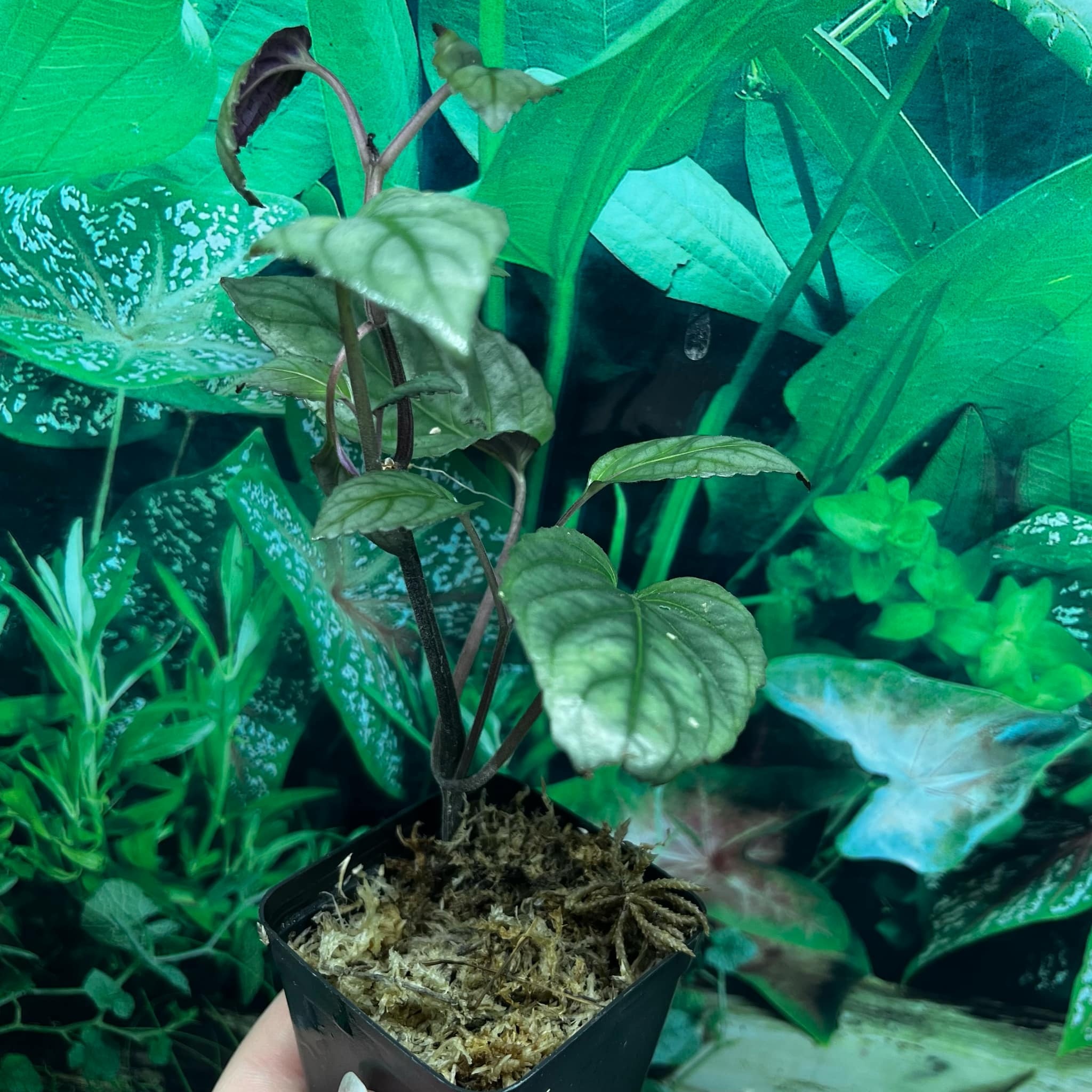 La Swamp Hemisgraphis Alternata Plant