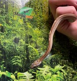 Magazoo Serpent des blés Caramel Tessera Motley (2024) #1