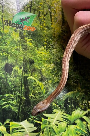 Magazoo Serpent des blés Caramel Tessera Motley (2024) #1