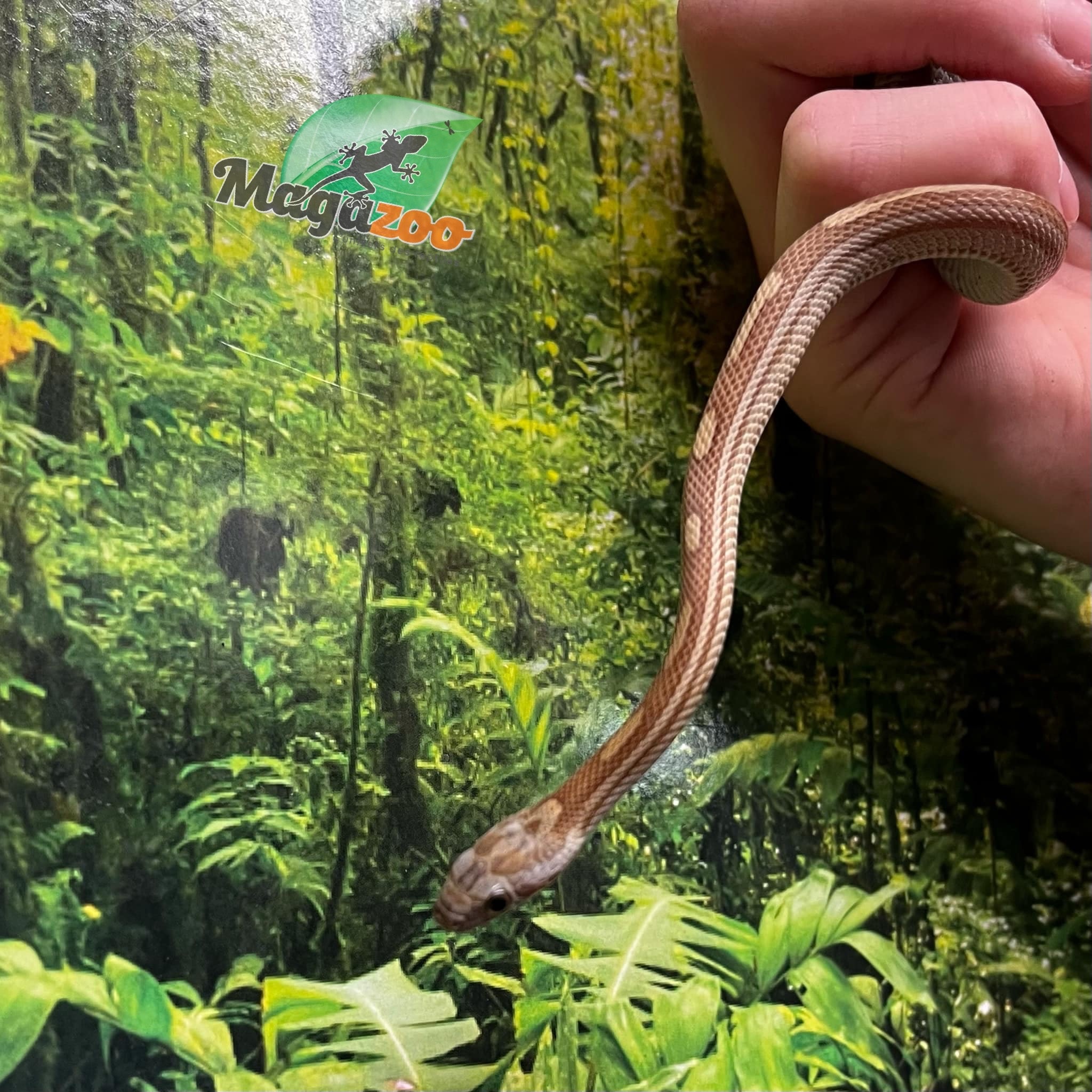 Magazoo Caramel Tessera. Motley Corn snake (2024) #1