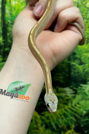 Magazoo Serpent des blés Caramel Tessera Motley (2024) #2