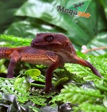 Magazoo Gecko léopard Red Blacknight Mandarin 66% Het Tremper  femelle 09/12/24