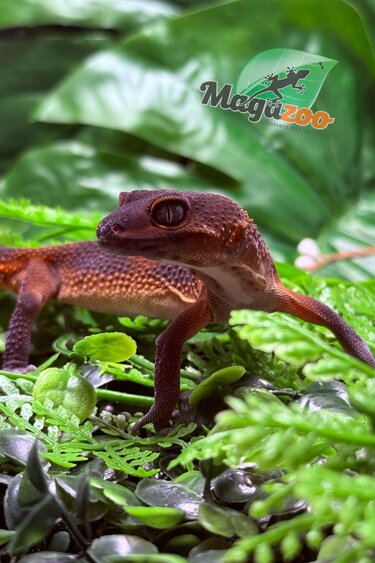 Magazoo Red Blacknight Mandarin 66% Het Tremper female Leopard Gecko 12/09/24