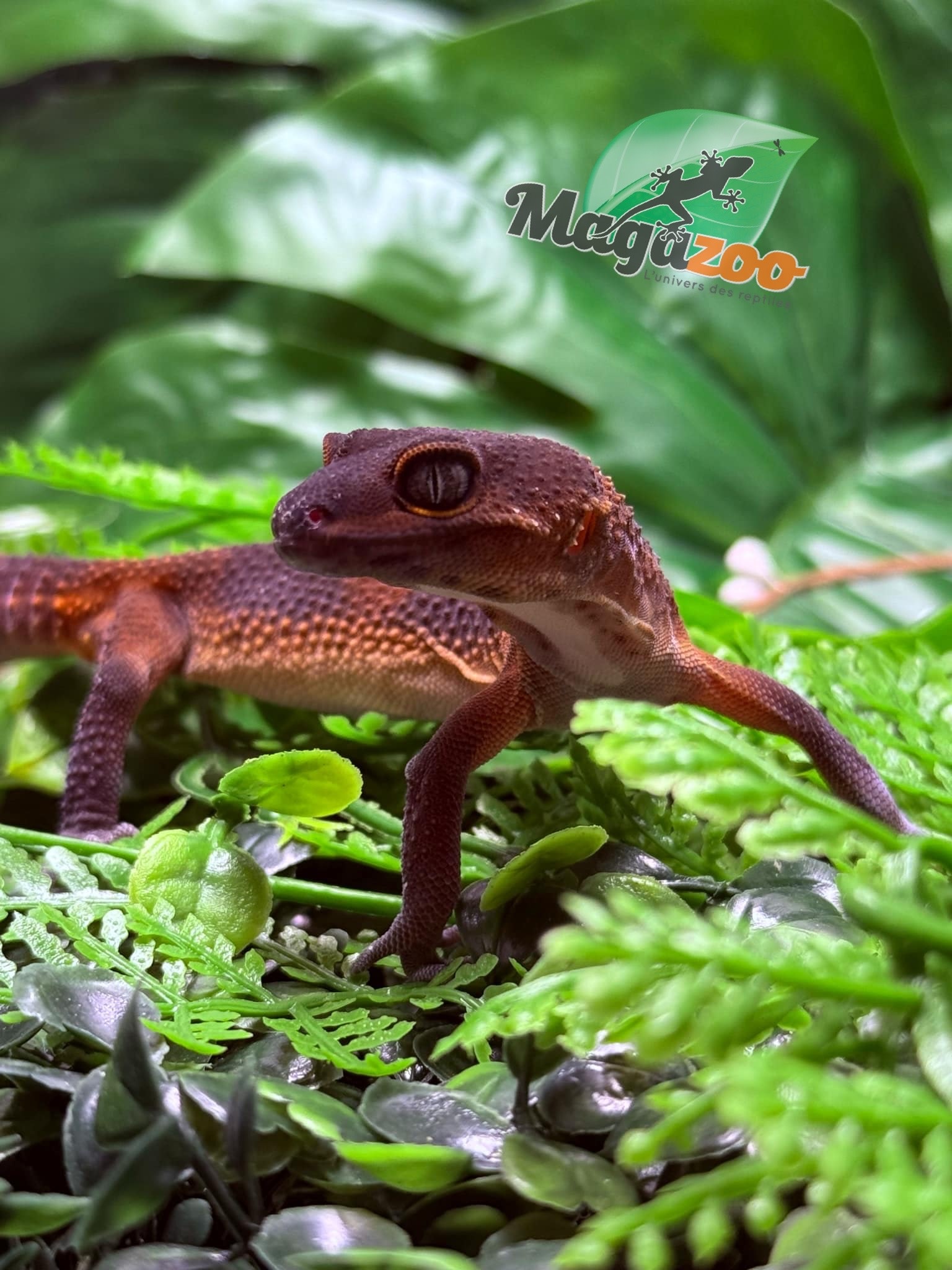 Magazoo Red Blacknight Mandarin 66% Het Tremper female Leopard Gecko 12/09/24