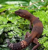 Magazoo Red Blacknight Mandarin 66% Het Tremper female Leopard Gecko 12/09/24