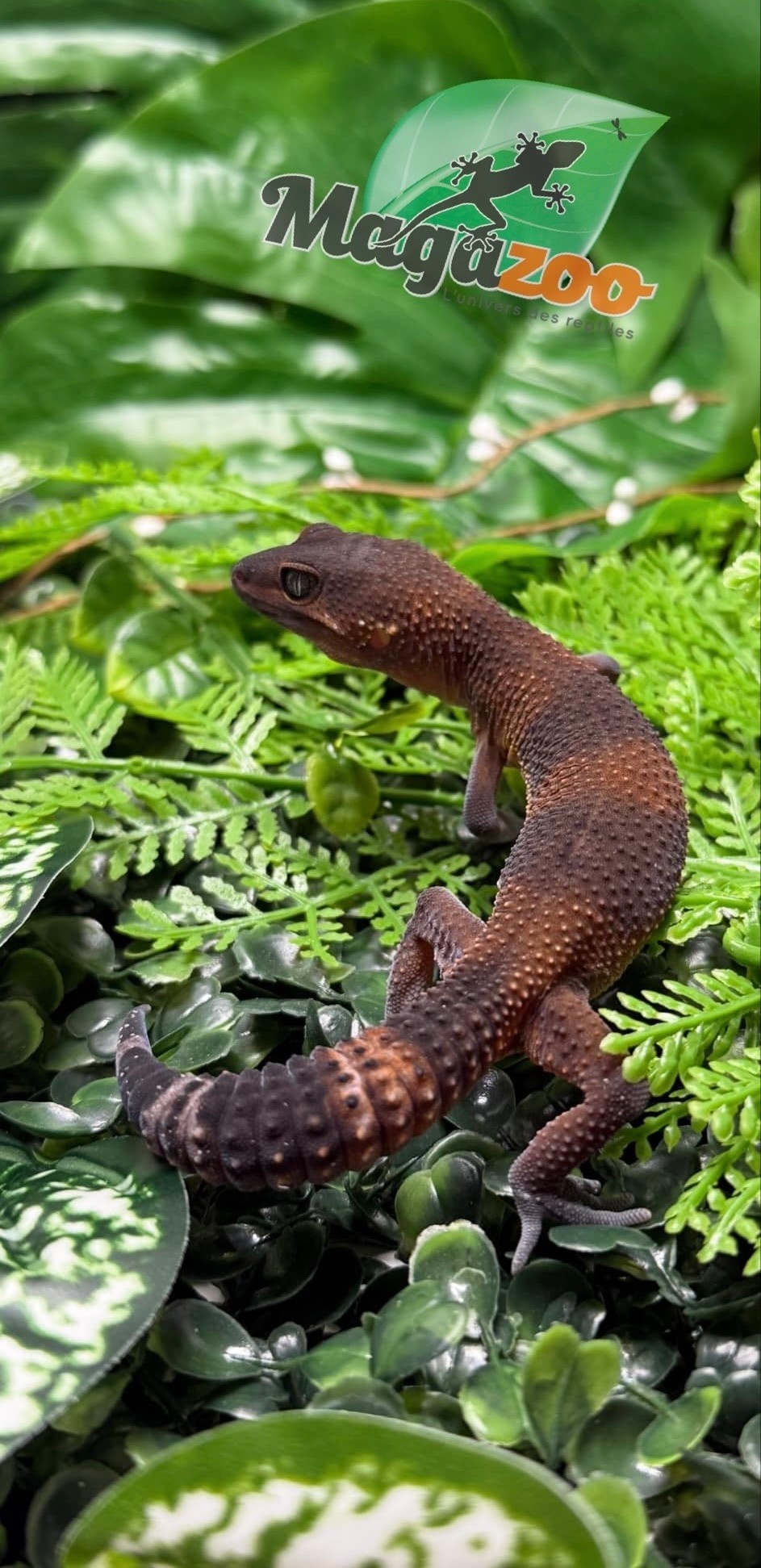 Magazoo Red Blacknight Mandarin 66% Het Tremper female Leopard Gecko 12/09/24