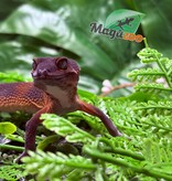 Magazoo Gecko léopard Red Blacknight Mandarin 66% Het Tremper  femelle 09/12/24