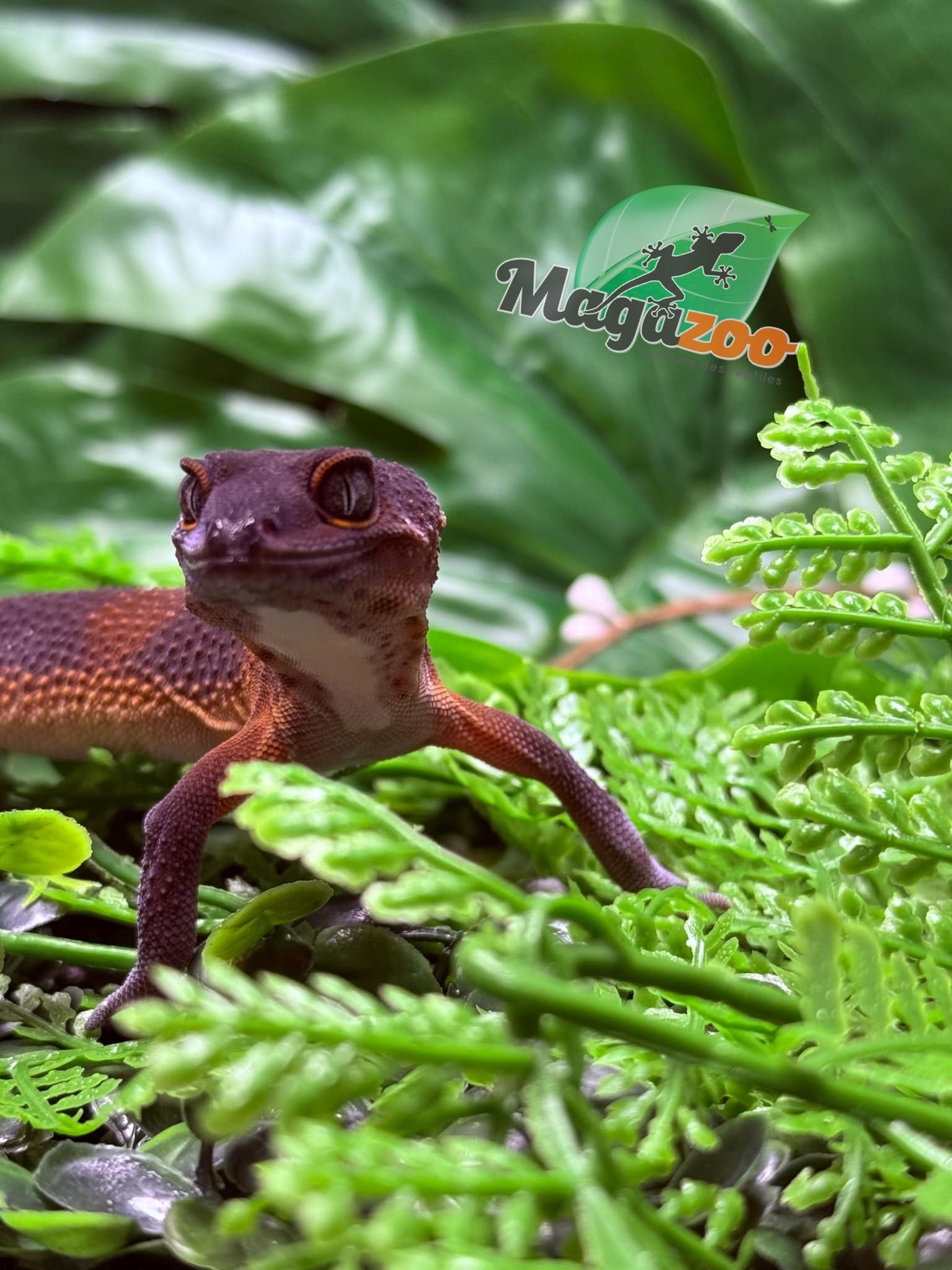Magazoo Gecko léopard Red Blacknight Mandarin 66% Het Tremper  femelle 09/12/24
