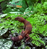 Magazoo Gecko léopard Red Blacknight Mandarin 66% Het Tremper  femelle 09/12/24