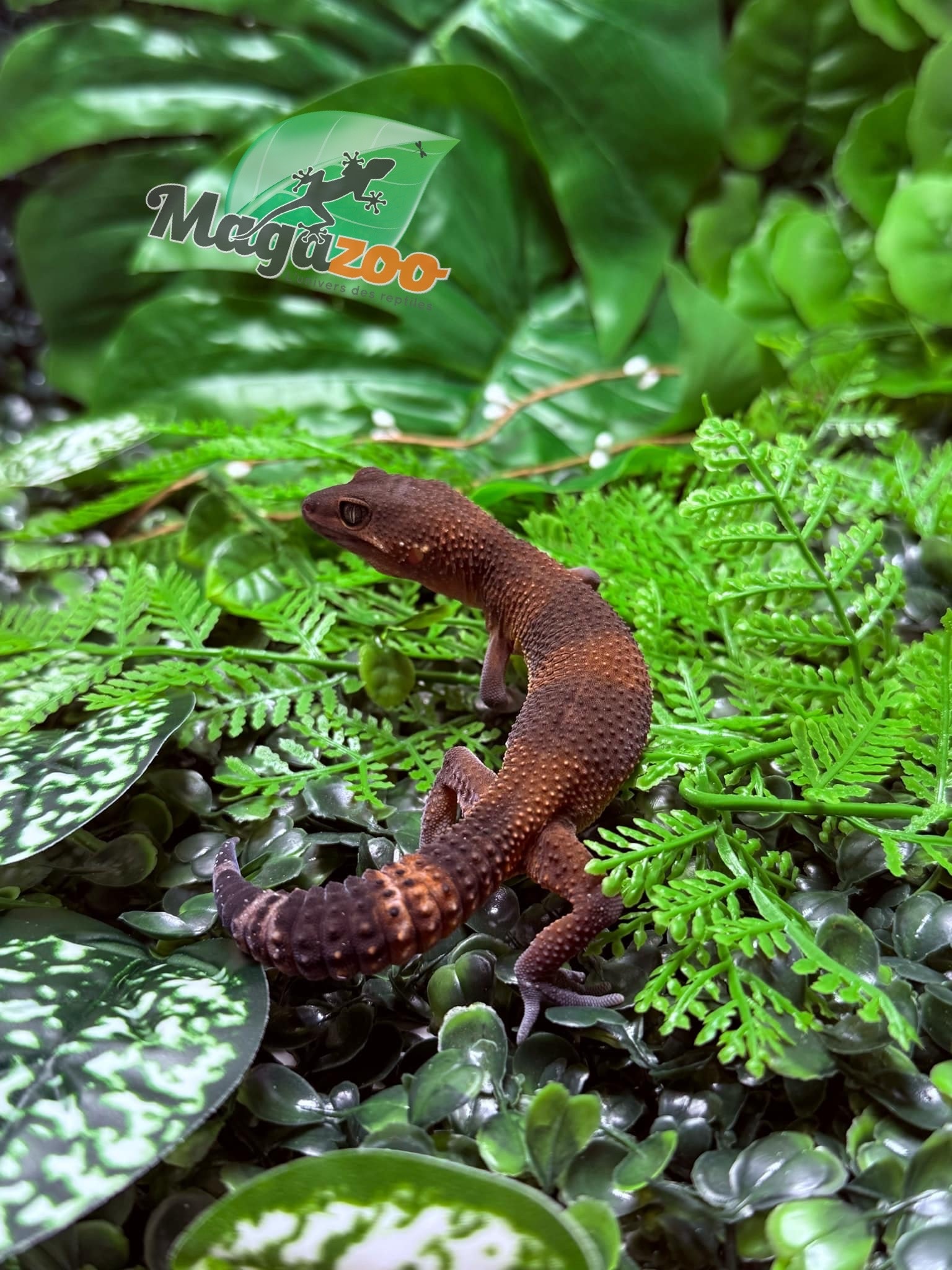 Magazoo Gecko léopard Red Blacknight Mandarin 66% Het Tremper  femelle 09/12/24