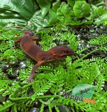 Magazoo Gecko léopard Red Blacknight Mandarin 66% Het Tremper  femelle 09/12/24