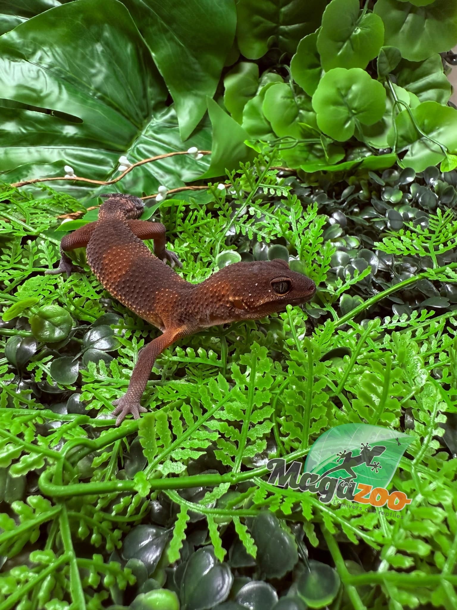 Magazoo Gecko léopard Red Blacknight Mandarin 66% Het Tremper  femelle 09/12/24