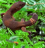 Magazoo Gecko léopard Red Blacknight Mandarin 66% Het Tremper  femelle 09/12/24