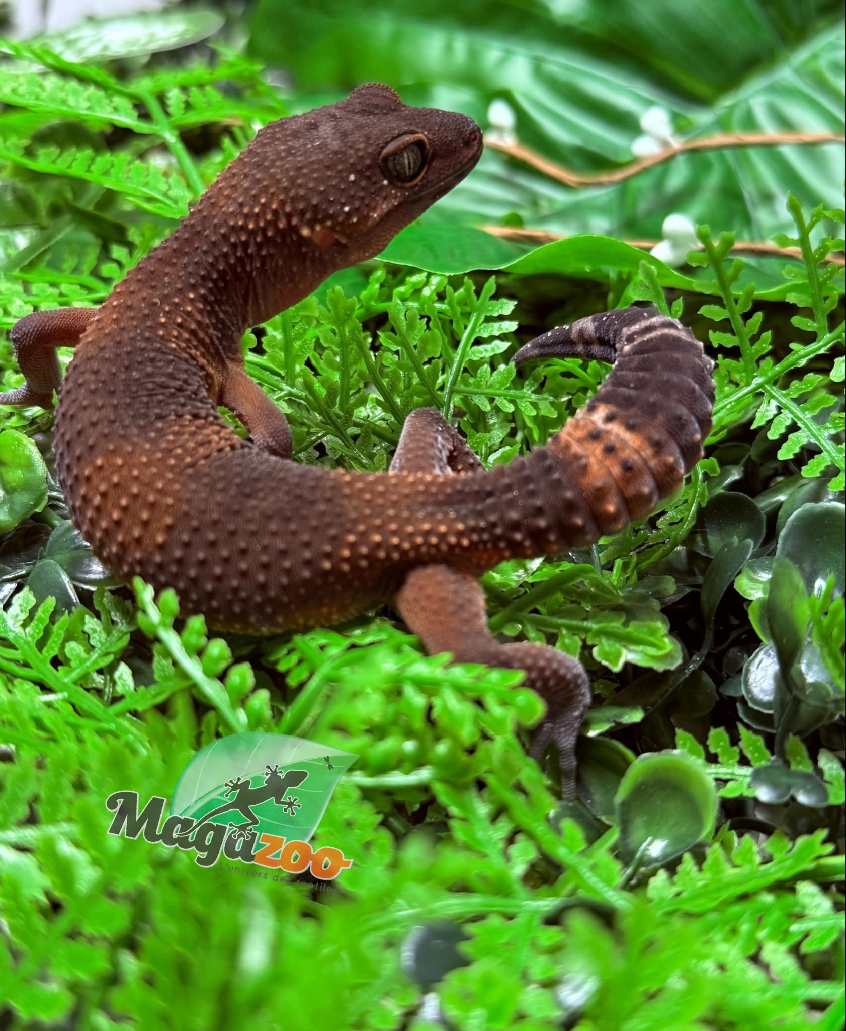 Magazoo Red Blacknight Mandarin 66% Het Tremper female Leopard Gecko 12/09/24