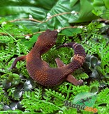 Magazoo Gecko léopard Red Blacknight Mandarin 66% Het Tremper  femelle 09/12/24