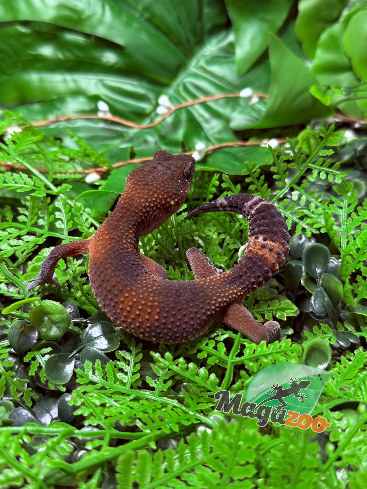 Magazoo Gecko léopard Red Blacknight Mandarin 66% Het Tremper  femelle 09/12/24