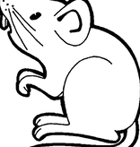 Magazoo Rat vivant selon poids