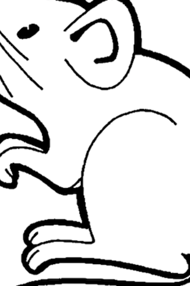 Magazoo Rat vivant selon poids