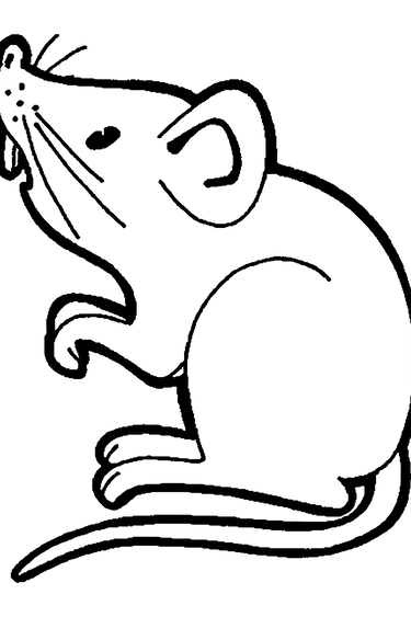 Magazoo Rat congelé