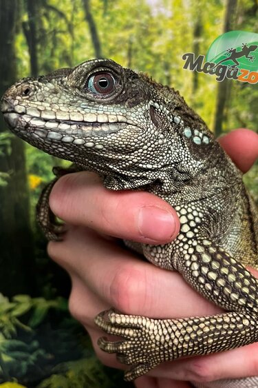 Magazoo Female sub-adult Weber’s sailfin lizard