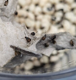 La Swamp LA SWAMP CULT-BEAN Bruche du haricot / Bean weevil