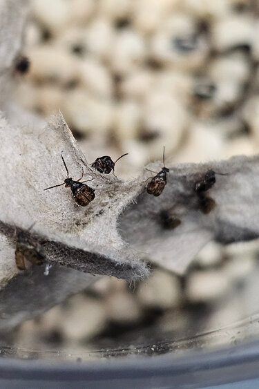 La Swamp Bruche du haricot / Bean weevil
