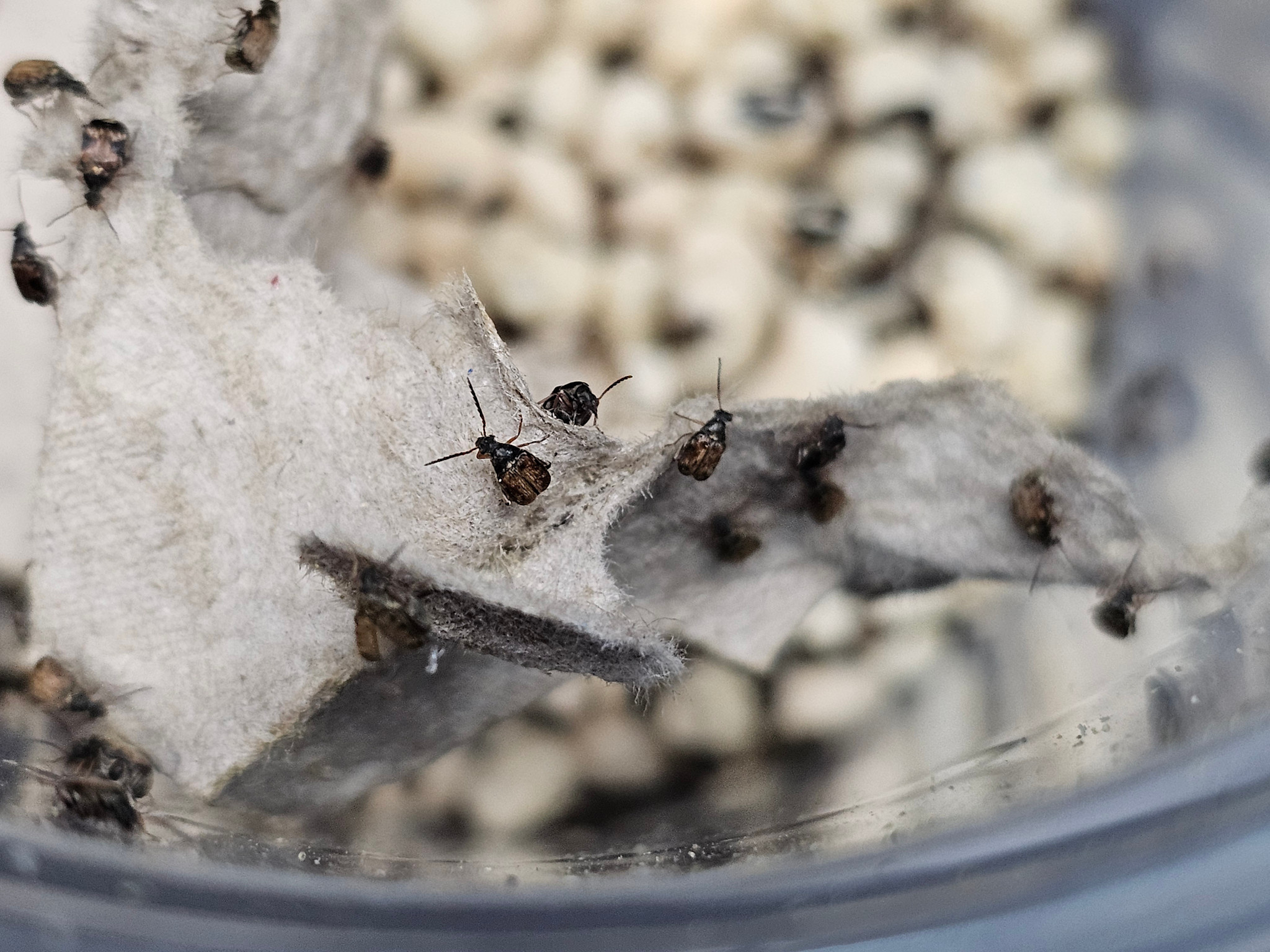 La Swamp Bean weevil
