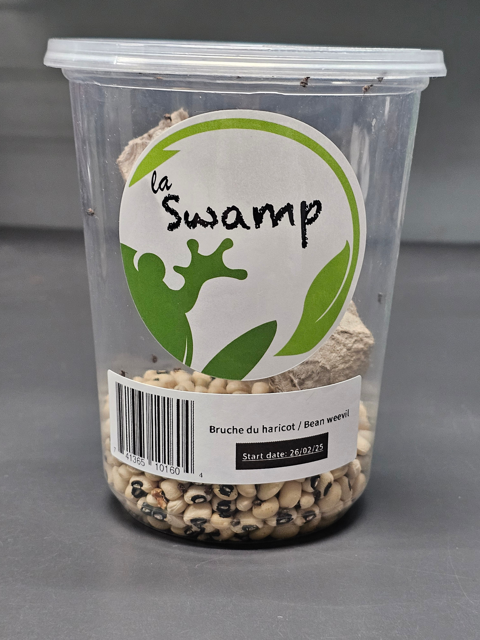 La Swamp LA SWAMP CULT-BEAN Bruche du haricot / Bean weevil