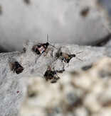 La Swamp LA SWAMP CULT-BEAN Bruche du haricot / Bean weevil