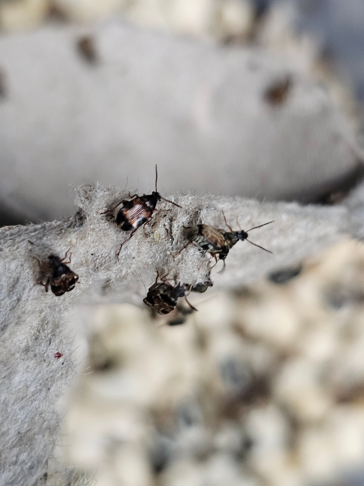 La Swamp LA SWAMP CULT-BEAN Bruche du haricot / Bean weevil