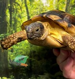 Magazoo Juvenile Male Marginaled tortoise (Tesdudo marginata)  #3