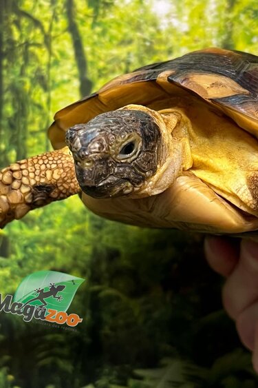 Magazoo Tortue Marginée (Tesdudo marginata) Juvénile Mâle #3