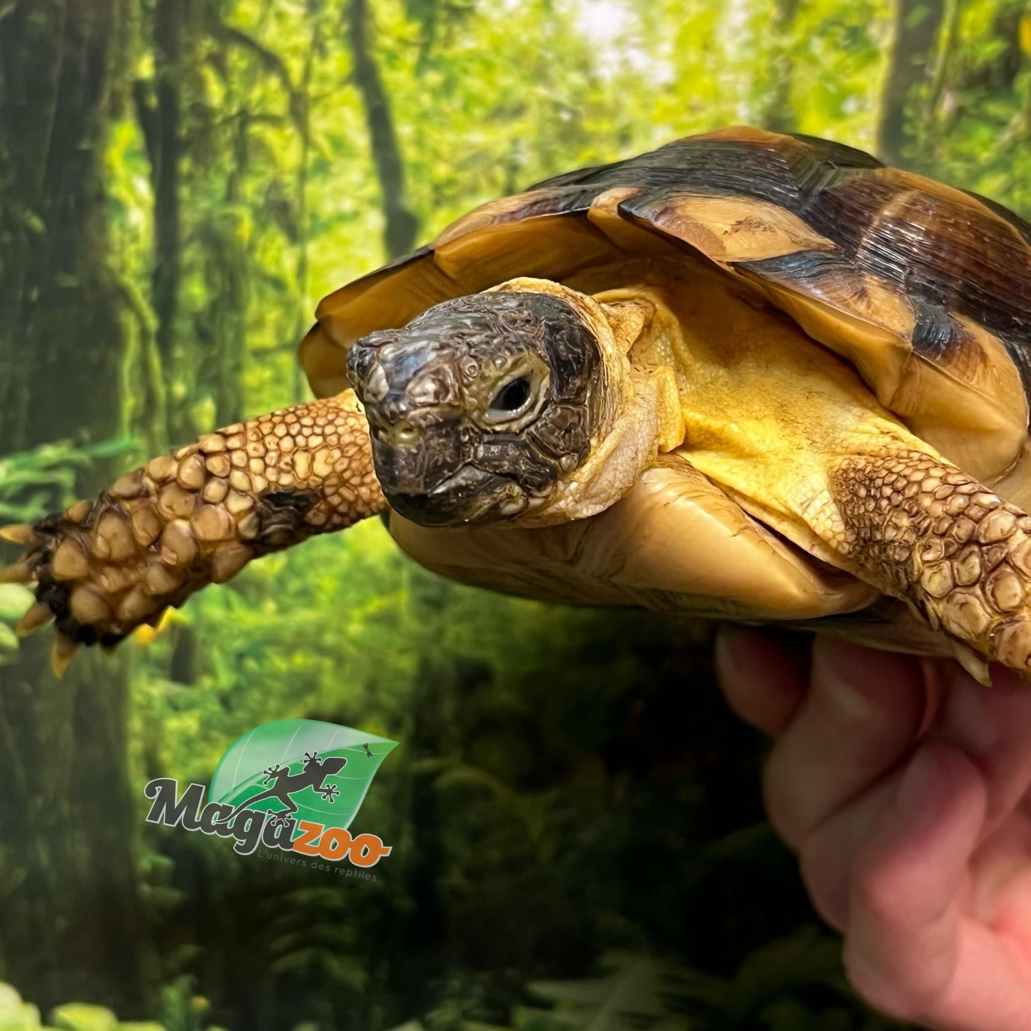 Magazoo Tortue Marginée (Tesdudo marginata) Juvénile Mâle #3