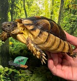 Magazoo Juvenile Male Marginaled tortoise (Tesdudo marginata)  #3