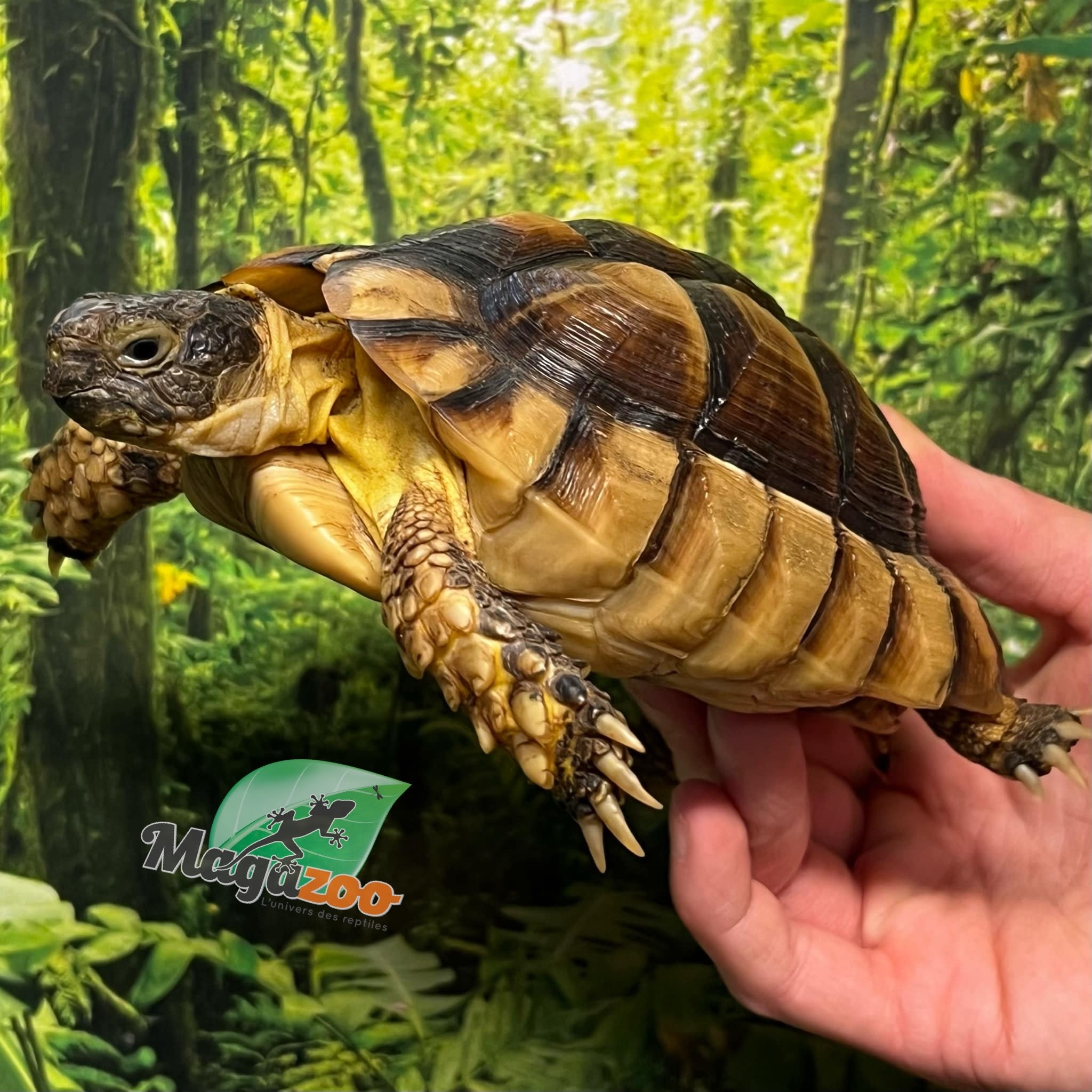 Magazoo Juvenile Male Marginaled tortoise (Tesdudo marginata)  #3