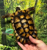 Magazoo Juvenile Male Marginaled tortoise (Tesdudo marginata)  #3