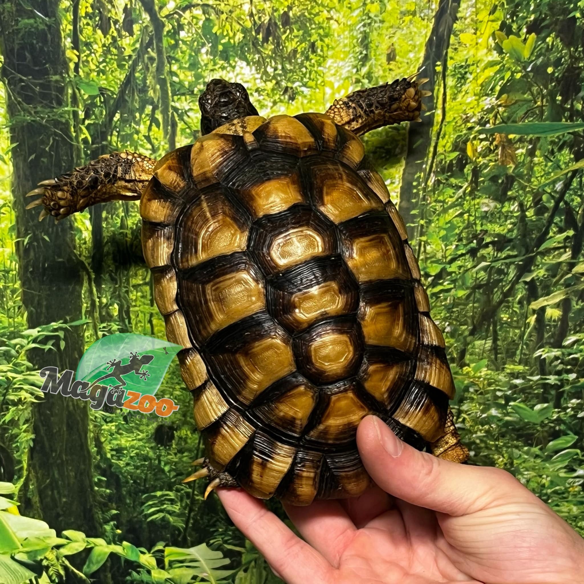 Magazoo Juvenile Male Marginaled tortoise (Tesdudo marginata)  #3