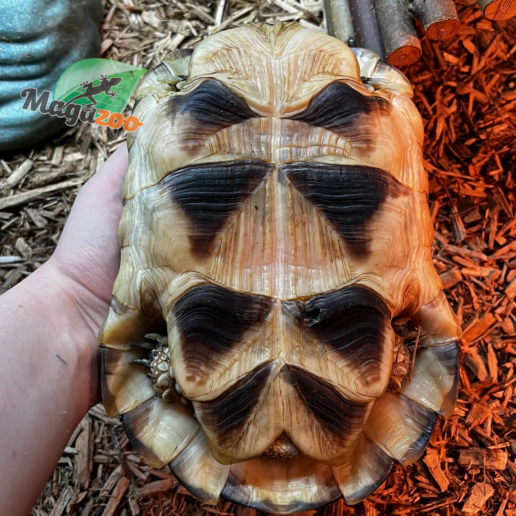 Magazoo Tortue Marginée (Tesdudo marginata) Mâle #1