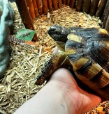 Magazoo Tortue Marginée (Tesdudo marginata) Mâle #1